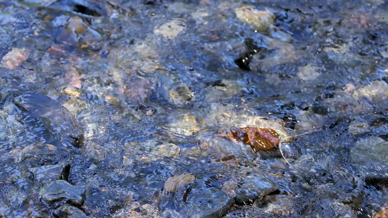 Sunlit creek water flows over colorful rocks, creating ripples and reflections in natural forest setting