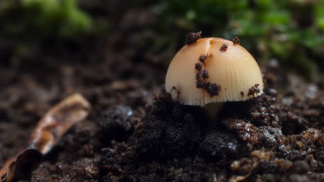 close-up of a small mushroom emerging from soil