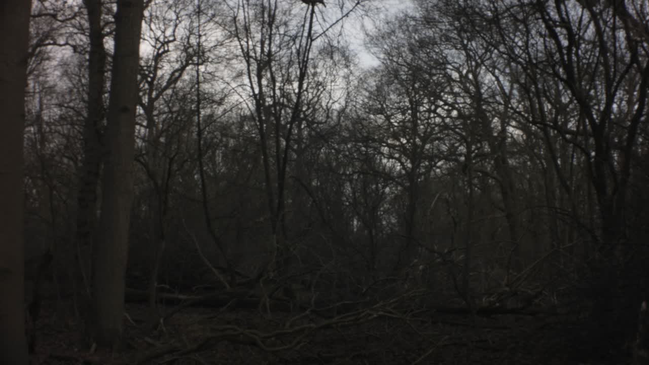 horizontal pane view of fall winter forest at sunset leafless lifeless trees branches dry grass on ground with dry leaves fallen leaves on ground in wild in Europe Netherlands
