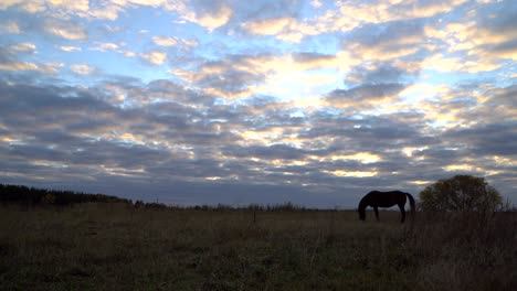 the horses on the autumn meadow