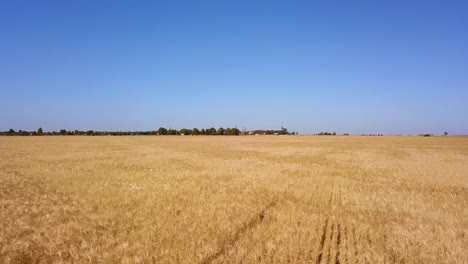 Goldenes-Feld-Mit-Reifen-Weizenernten,-Die-An-Einem-Sonnigen-Tag-Zur-Ernte-Bereit-Sind