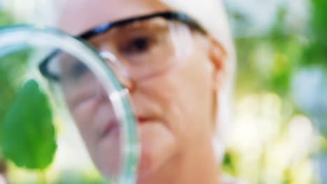 female scientist researching leaf