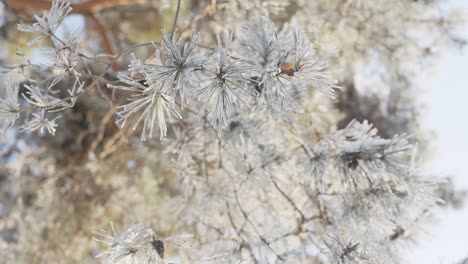 Closeup-of-frozen-spruce-tree-branch,-bottom-up-view,-winter-wonderland