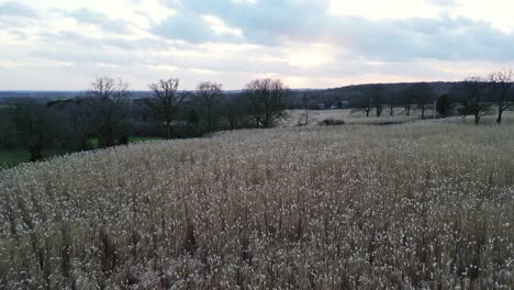 French-countryside-and-fly-over-ears-of-wheat