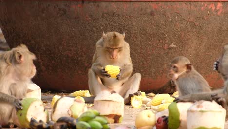 adorables monos macacos alimentándose de frutas frescas en lopburi, tailandia - de cerca