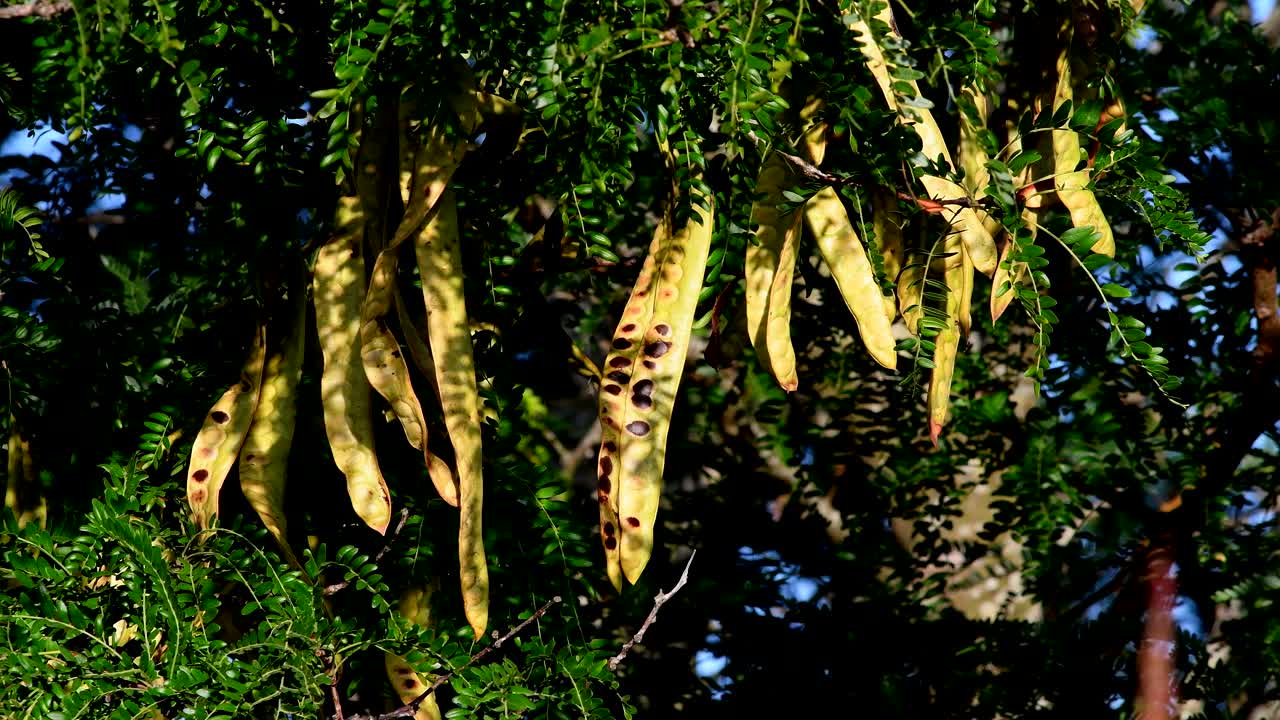 The Top View Of Frutos del Algarrobo Plant In Firmat Santa Fe Argentina During Sunny Day - Close Up Shot