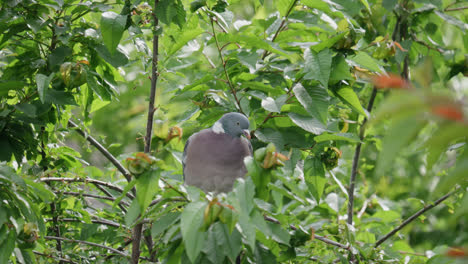 Wild-wood-pigeon-sitting-perched-high-up-in-a-sycamore-tree-in-the-UK-countryside