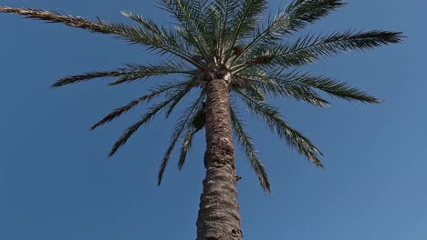 The-branches-of-a-very-tall-stemmed-palm-tree-in-paradise-with-clear-blue-skies-in-summer-seen-from-below