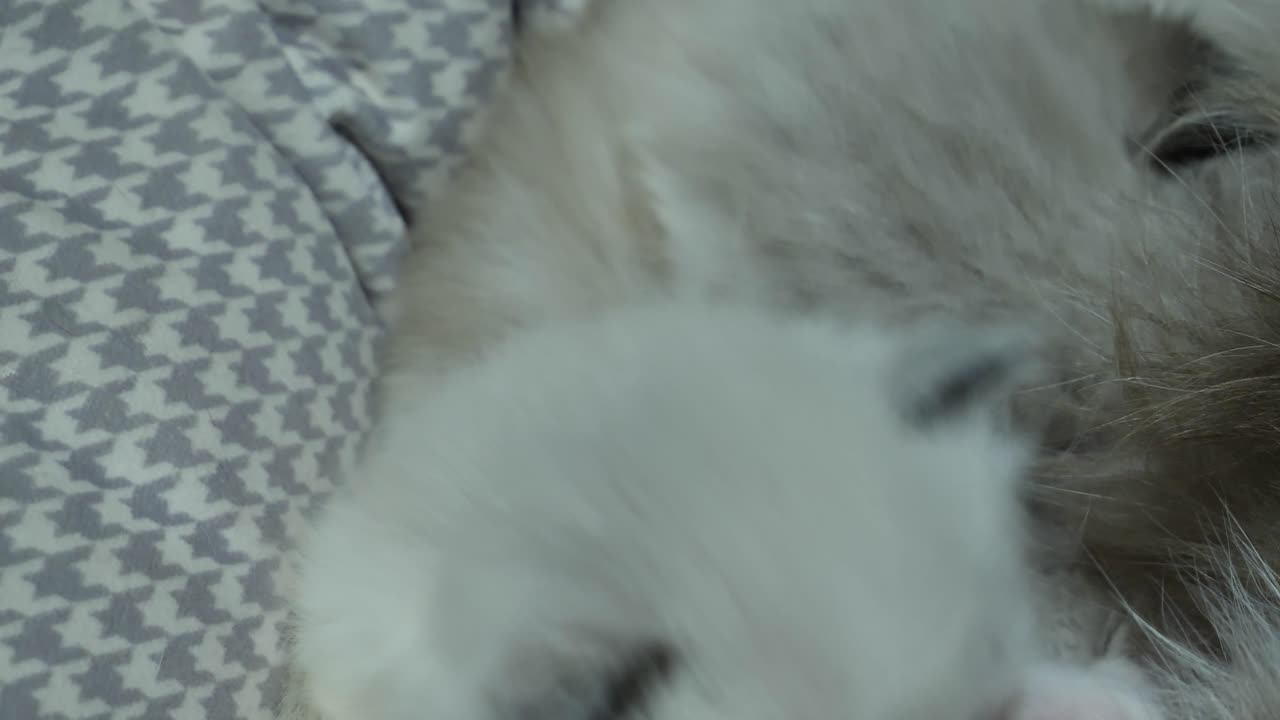 ⁇ 주린 - 작은 새끼 고양이가  ⁇ 주리고 우유를 마시고 있습니다.