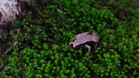 moving its neck making sound, insect approaches from the left, obviously annoyed, kicks the insect away muay thai style to a nearby star, dark-sided chorus frog, microhyla heymonsi, thailand