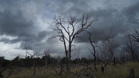 The-aftermath-of-Valley-Fire,-2015,-Lake-County,-California