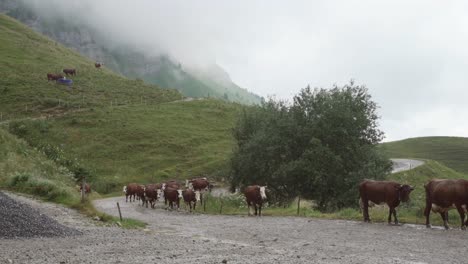 brown cows on a hill in annecy, france, europe, 4k