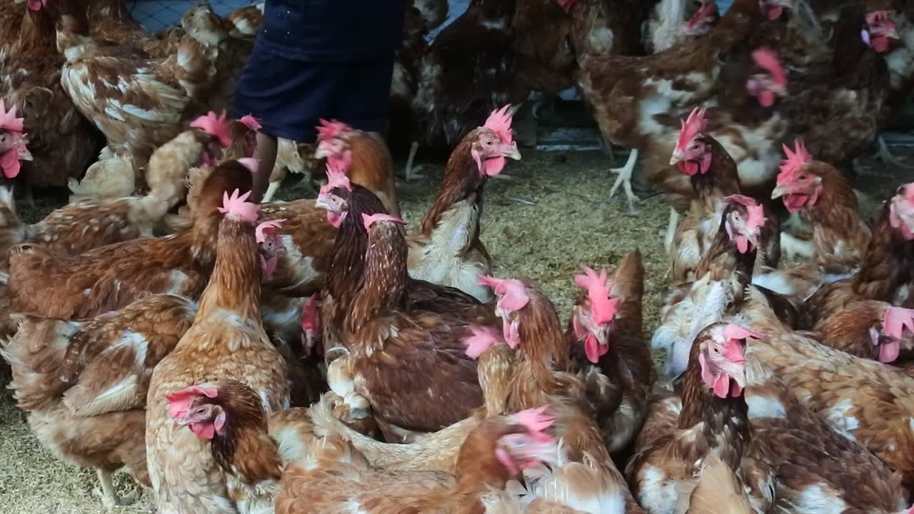 cientos de pollos con plumas rojizas en el gallinero