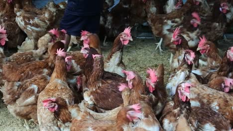 hundreds of chickens with reddish feathers in the coop