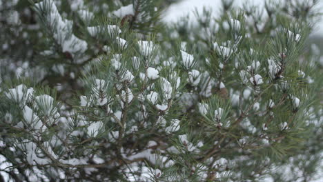 extreme close of snow covered pine tree