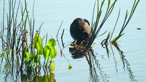 Gewöhnliches-Teichhuhn-Putzt-Sich-Im-Schilf-In-Ruhigem-Wasser-In-Sonnigen-Feuchtgebieten-Floridas-4k