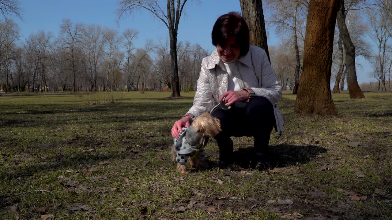 성숙 한 여자 애정 요크셔 테리어