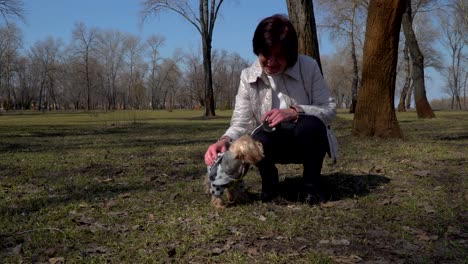 la mujer madura acaricia al yorkshire terrier.