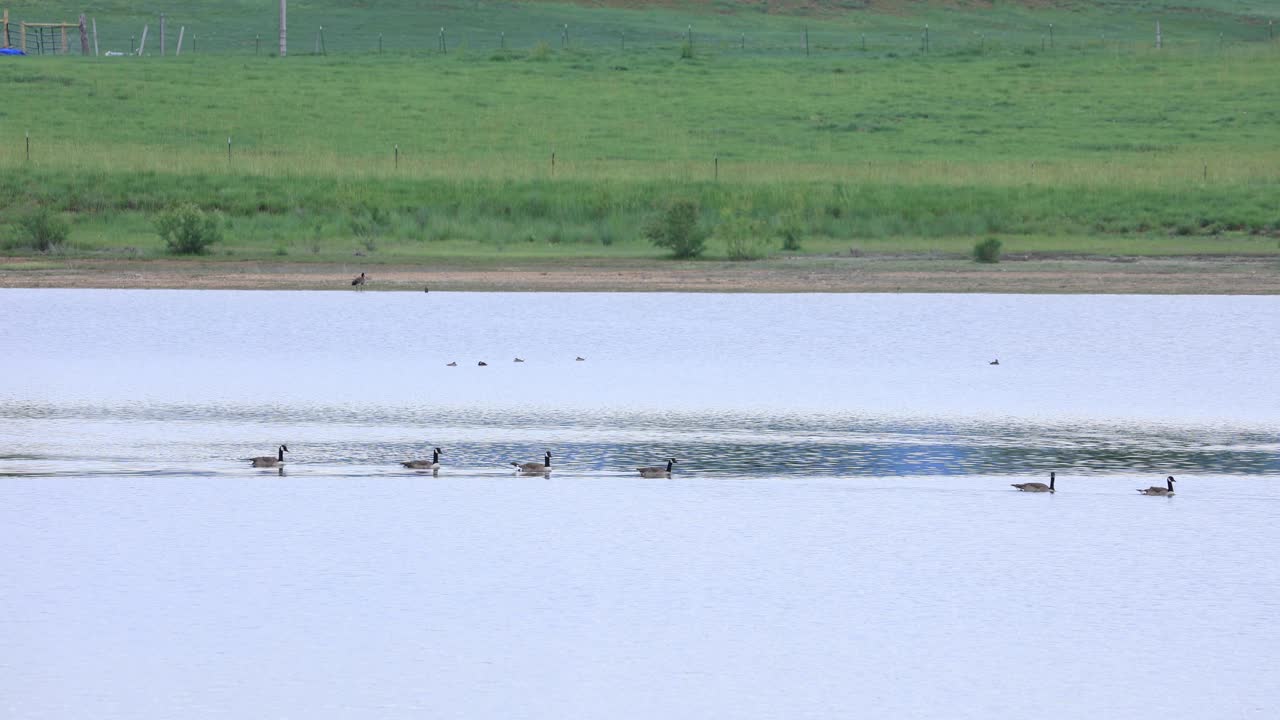 볼더 콜로라도의 호수를 가로지르는 오리, 물 위에 줄을 서 있는 오리, 콜로라도 새