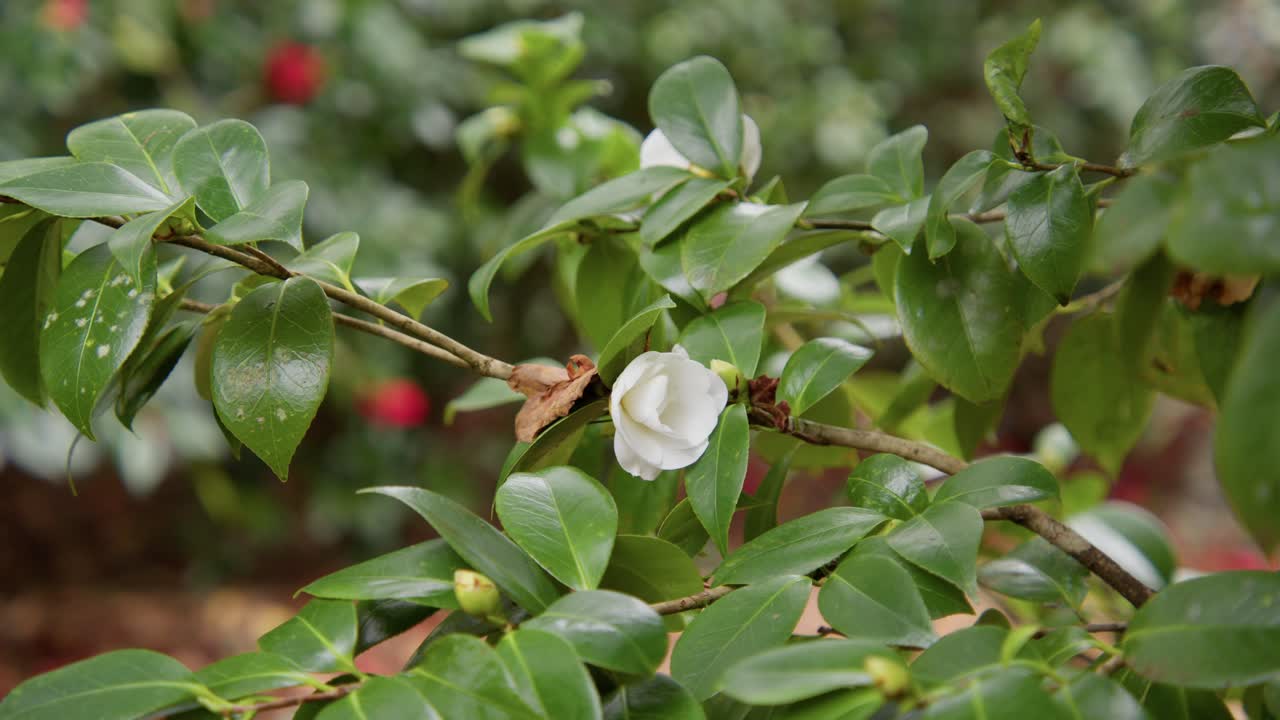 A vibrant camellia in full bloom with soft petals and rich details. Captured in 4K slow motion, this shot showcases the elegance of nature and botanical beauty.