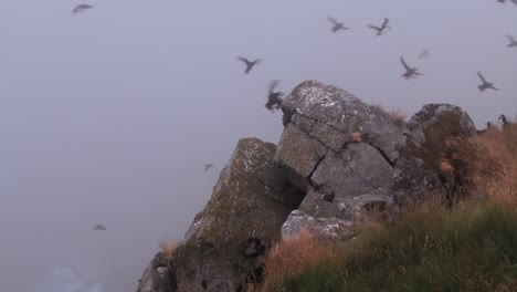 Atlantic-puffin-(Fratercula-arctica),-on-the-rock-on-the-island-of-Runde-(Norway).