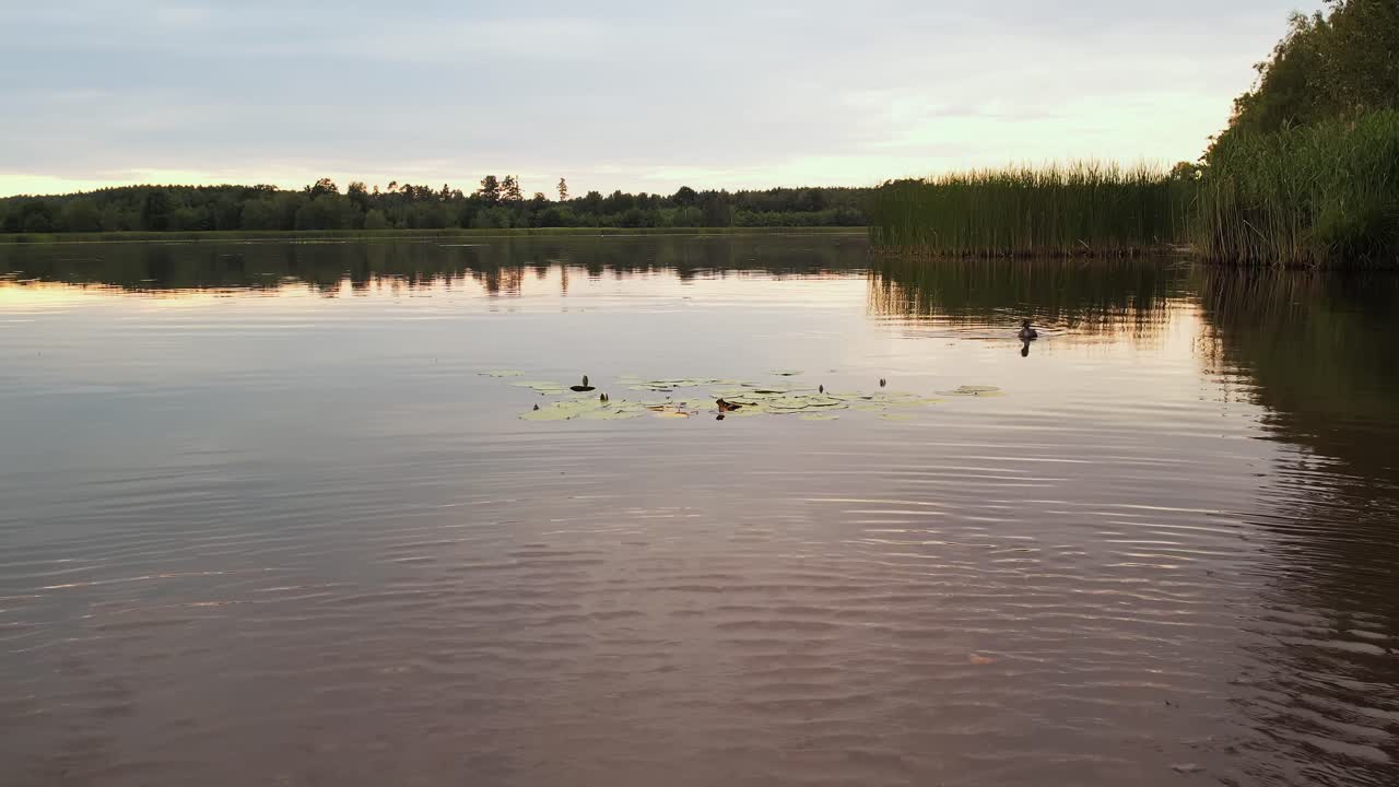 Peaceful Landscape of a Pond with a Lone Duck