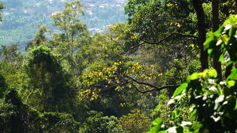 Orangenblätter-Schließen-Sich-Im-Grünen-Naturwald-Von-Phuoc-Binh-In-Vietnam-Asien