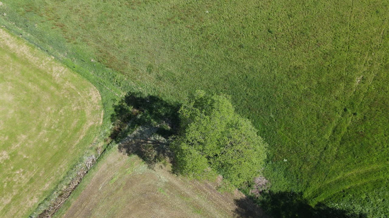 Drone shot of farming fields and tree.