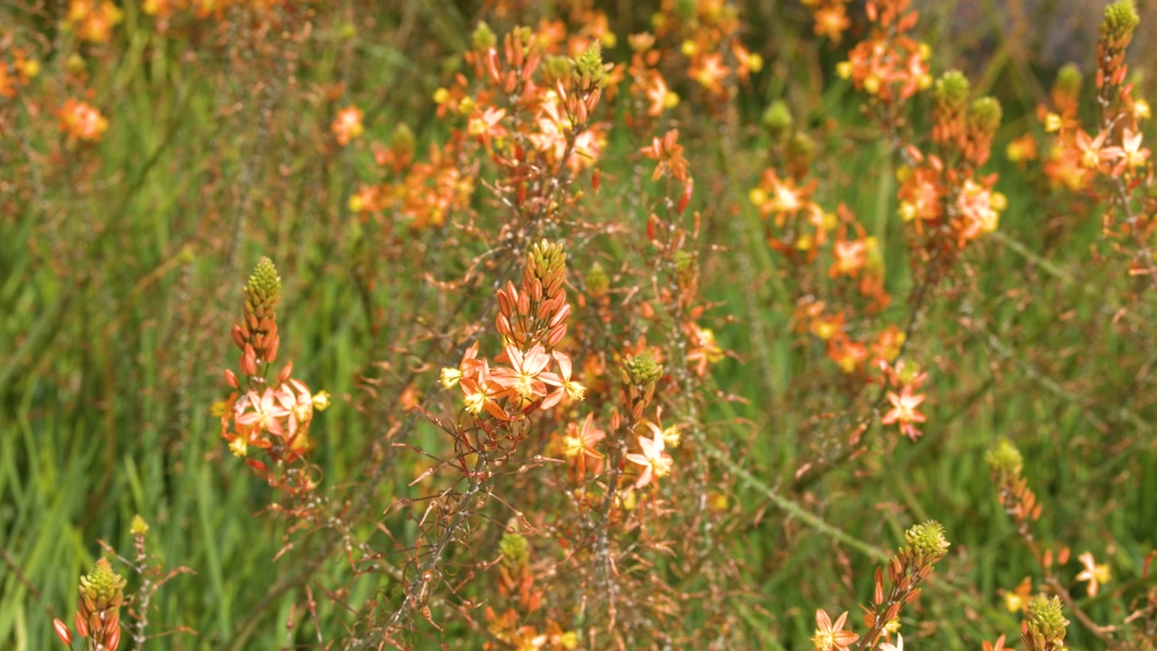 Orangefarbene Affodillblumen blühen auf einer sonnigen Wiese
