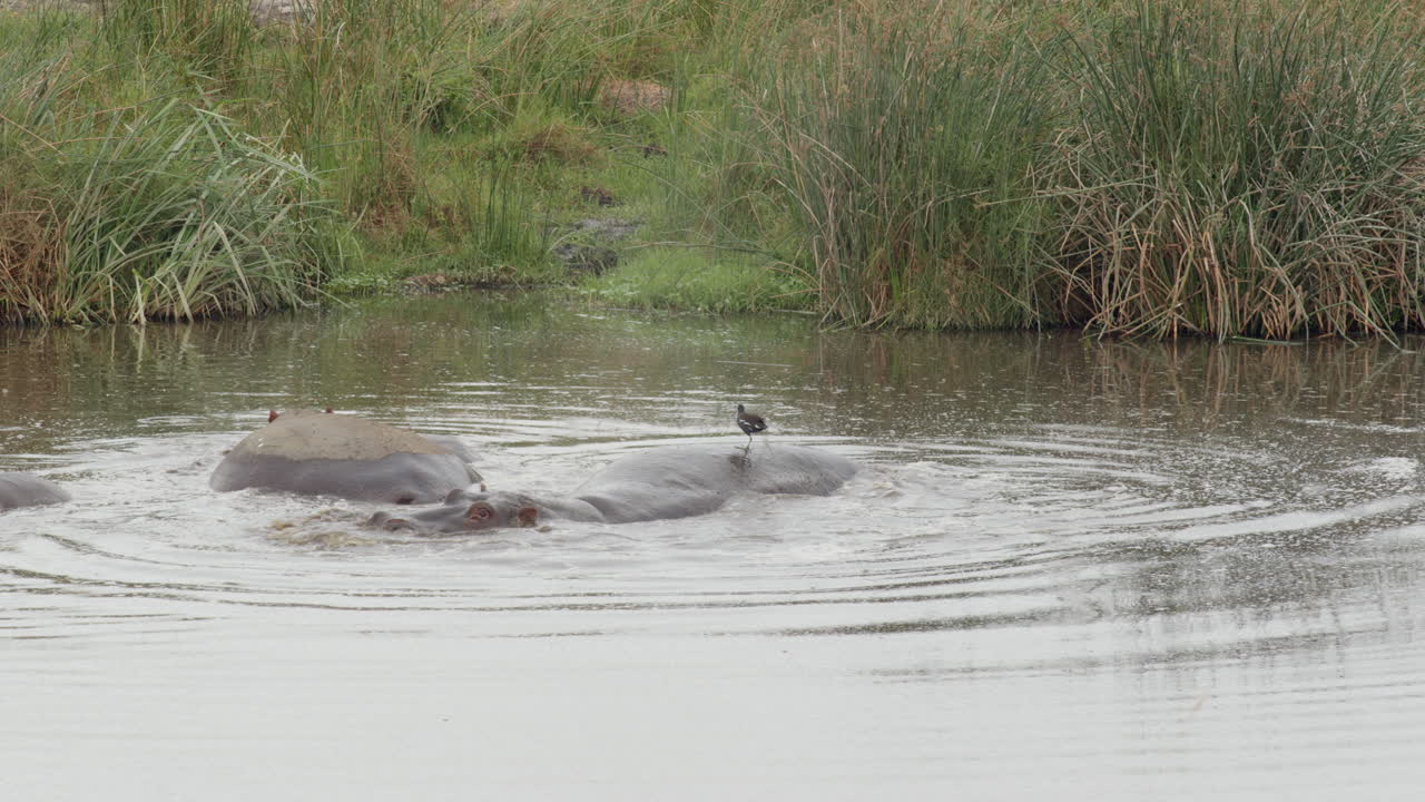 una atrevida ave acuática divirtiéndose en la parte posterior de un hipopótamo revolcándose, cráter ngorongoro, tanzania