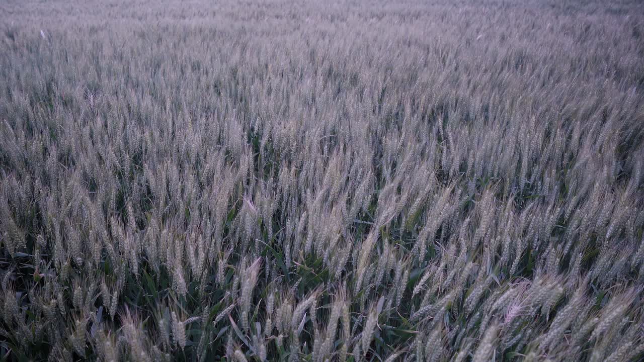 High-angle view of wheat spikes moved by a strong wind