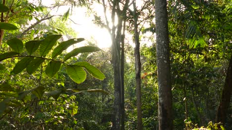 trees in the jungle, gamboa rainforest reserve, panama, wide tilt up shot