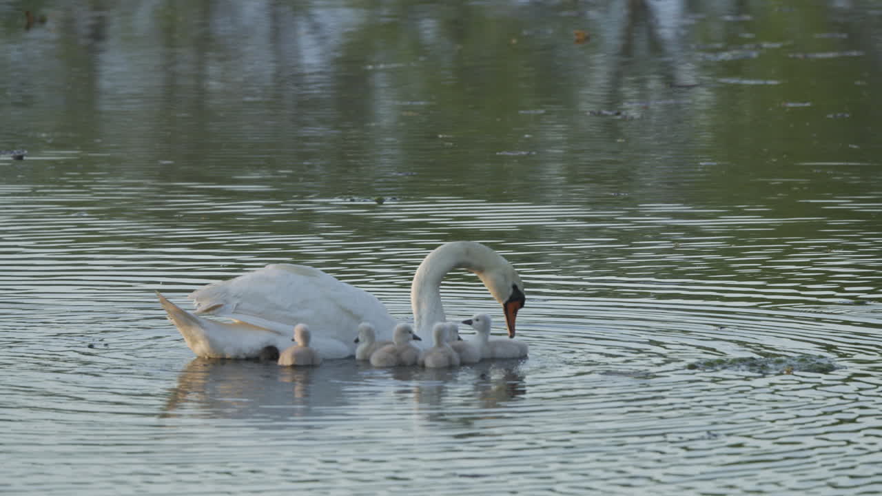 A serene morning scene of a swan mother and her cygnets taking their first swim in the pond.