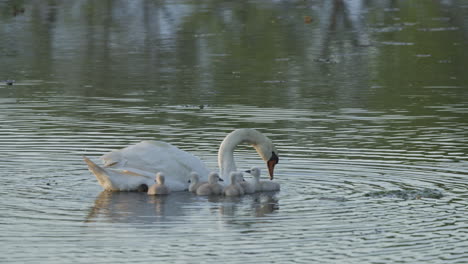 a serene morning scene of a swan mother and her cygnets taking their first swim in the pond.