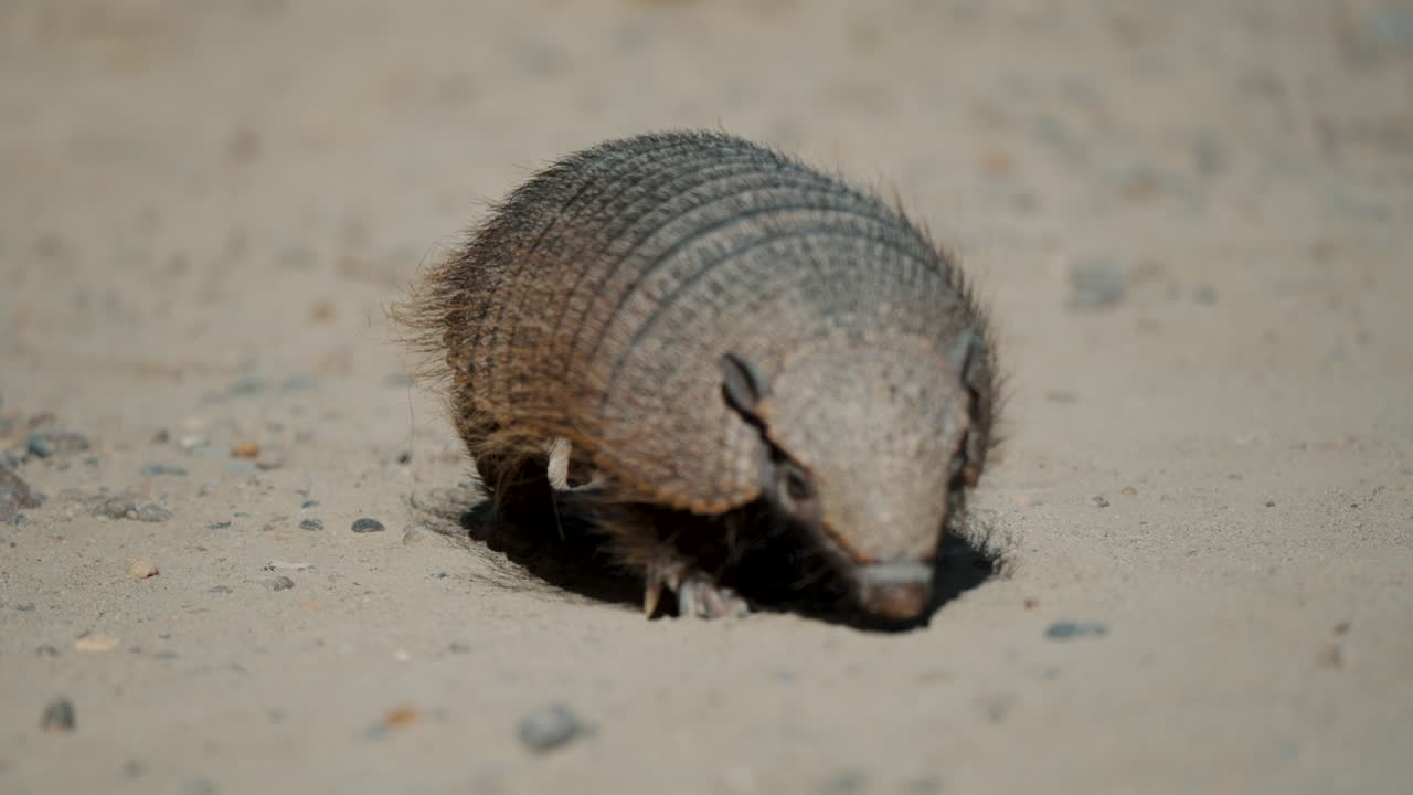 Pichi, Dwarf Armadillo In Valdes Peninsula In Chubut Province, Argentina