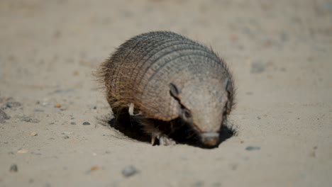 pichi, dwarf armadillo in valdes peninsula in chubut province, argentina