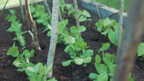 lush green pea sprouts in raised garden bed