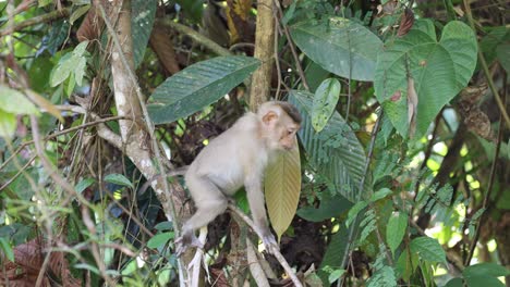 monkey ascending tree amidst dense green foliage