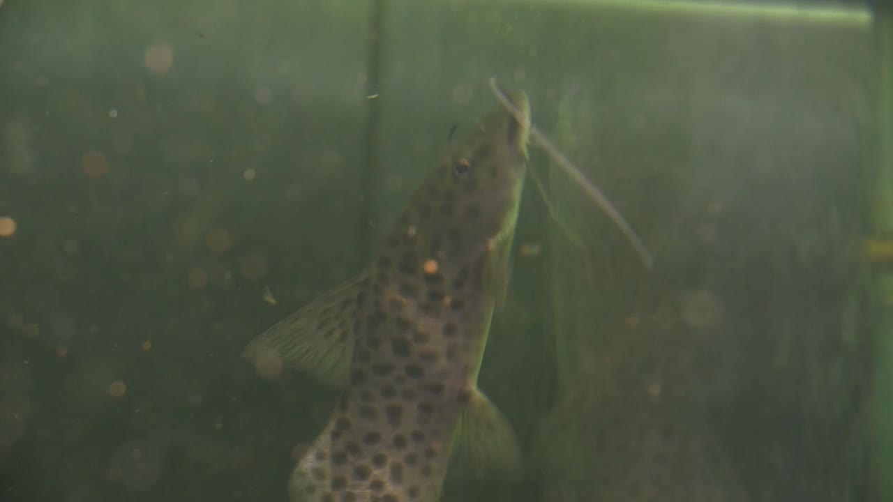 Close up of Black Spotted Grey Upside Down Catfish Suctioned Onto The Glass Of An Empty Aquarium Tank