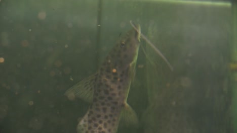 Primer-Plano-De-Bagre-Gris-Con-Manchas-Negras-Boca-Abajo-Succionado-En-El-Vaso-De-Un-Tanque-De-Acuario-Vacío