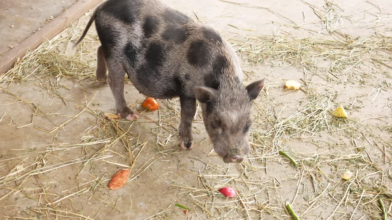Maiale panciuto che mangia