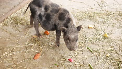 pot-bellied pig eating