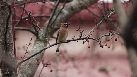 Wunderschöner-Seidenschwanz-Singvogel-Aus-Zedernholz,-Der-Auf-Einem-Ast-Thront