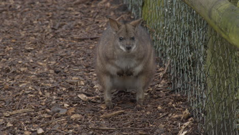 red-necked wallaby  standing around on path in zoo