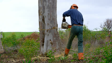 lumberjack with chainsaw cutting tree trunk 4k