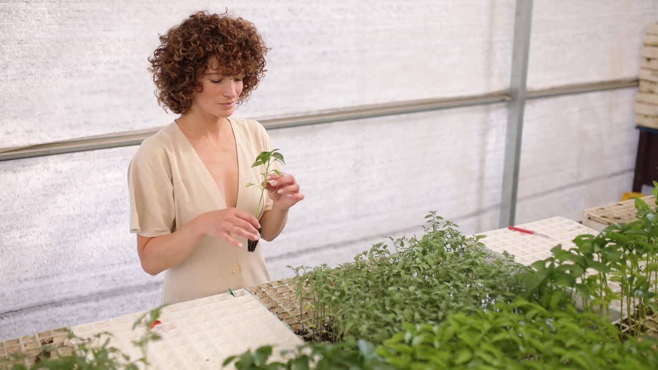 Female entrepreneur examining seedlings in greenhouse