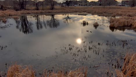 ducks in late afternoon golden light on an urban pond as children play on a distant swing set