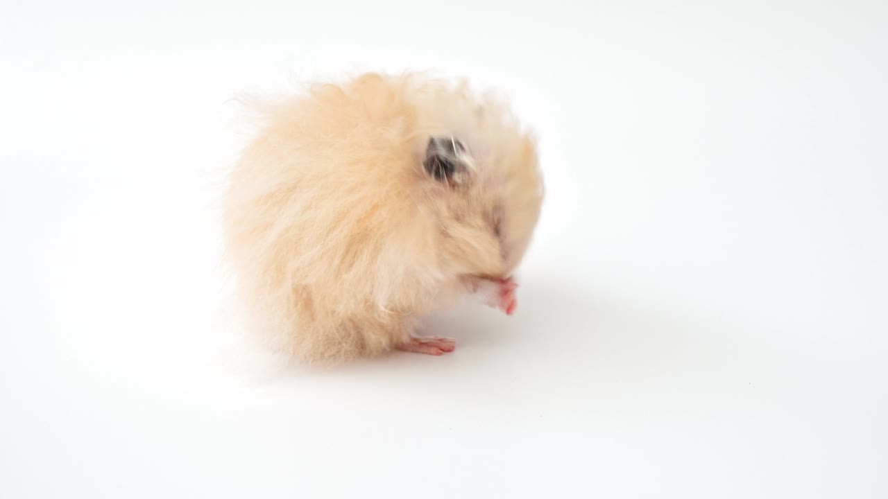 색 배경에 재미있는 황금색 베이지 햄스터, 인기 있는 작은 반려동물, 설치류,, 포유류, 시리아 햄스터. 애완동물에 대한 보살과 사랑의 개념. 귀여운 햄스터