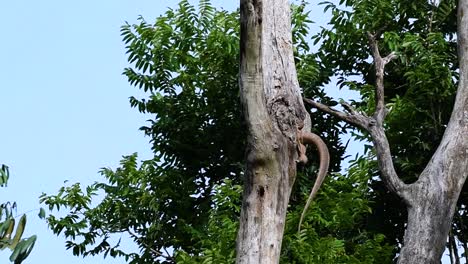 雲<unk> (clouded monitor lizard) 是一種在泰國和亞洲其他國家生長的動物