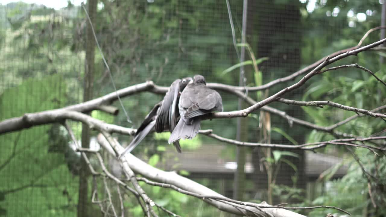 plano general de dos loros jugando entre sí hasta que uno se va volando
